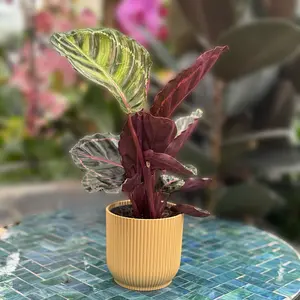 Calathea 'Illustris' (Pot Size 12cm) Peacock Plant - image 5