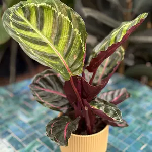 Calathea 'Illustris' (Pot Size 12cm) Peacock Plant - image 6