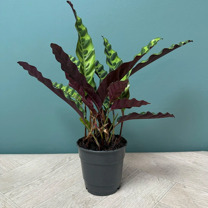 Calathea Insigne lancifolia (Pot Size 12cm) The Rattle Snake Plant - image 1