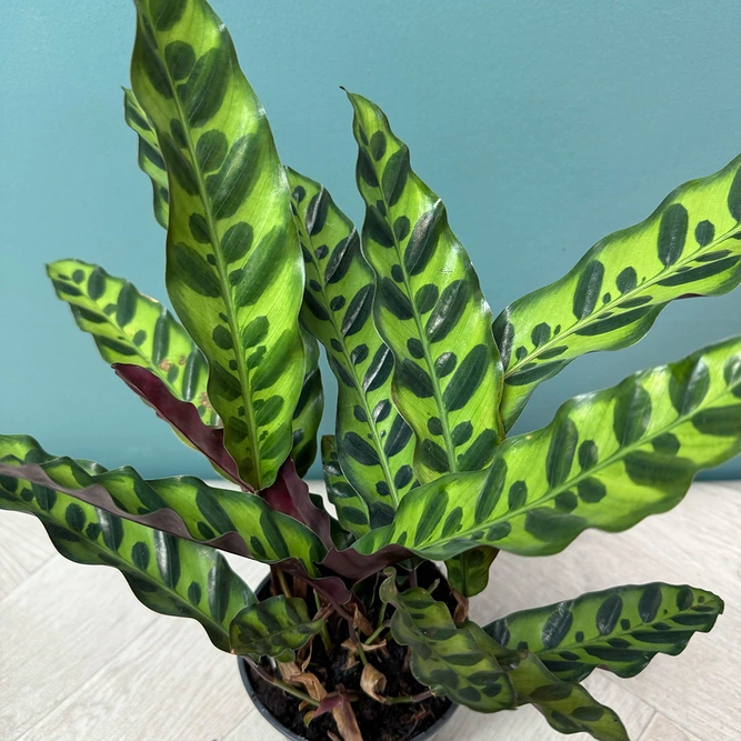 Calathea Insigne lancifolia (Pot Size 12cm) The Rattle Snake Plant - image 2