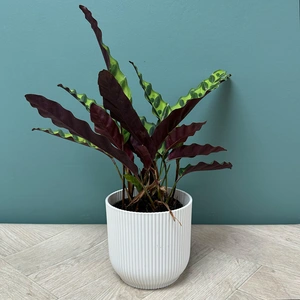 Calathea Insigne lancifolia (Pot Size 12cm) The Rattle Snake Plant - image 3