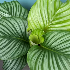 Calathea orbifolia (Pot Size 12cm) Orbifolia prayer plant - image 1