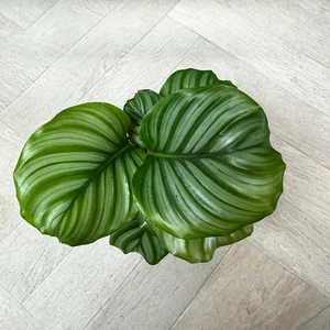 Calathea orbifolia (Pot Size 12cm) Orbifolia prayer plant - image 4