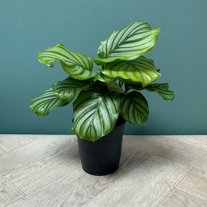 Calathea orbifolia (Pot Size 12cm) Orbifolia prayer plant - image 2