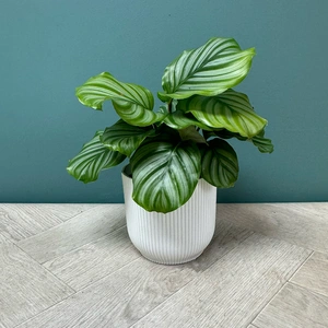 Calathea orbifolia (Pot Size 12cm) Orbifolia prayer plant - image 3