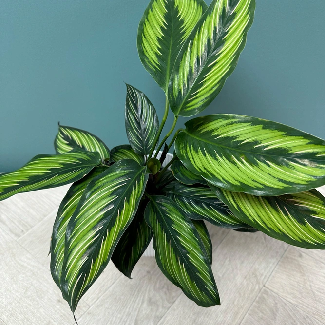 Calathea 'Pinstripe' (Pot Size 12cm) - image 1