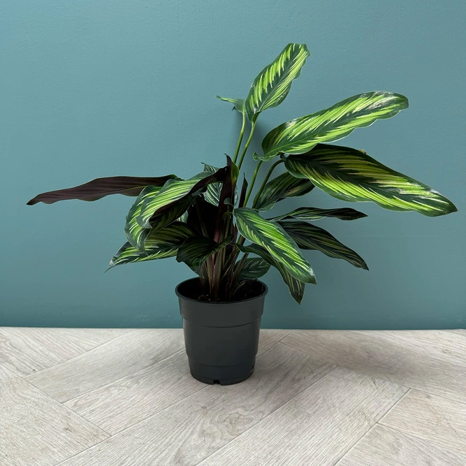 Calathea 'Pinstripe' (Pot Size 12cm) - image 2