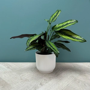 Calathea 'Pinstripe' (Pot Size 12cm) - image 3