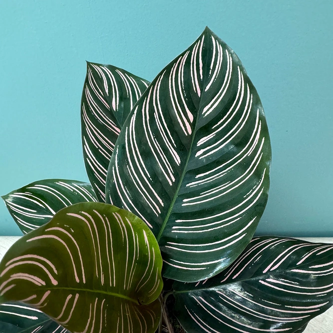 Calathea 'Sanderiana' (Pot Size 12cm) - image 1