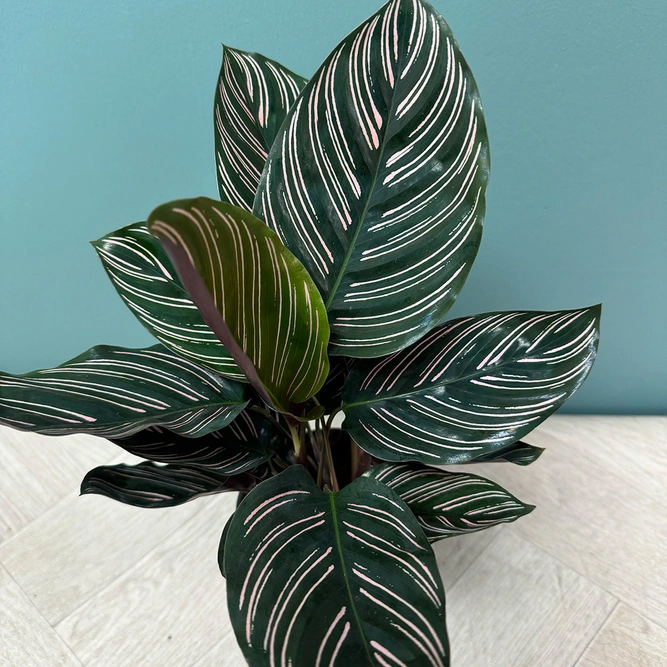 Calathea 'Sanderiana' (Pot Size 12cm) - image 2