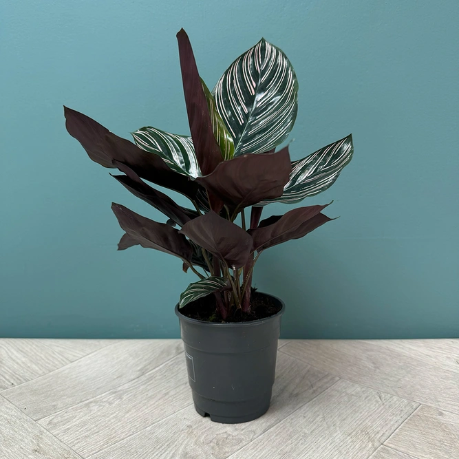 Calathea 'Sanderiana' (Pot Size 12cm) - image 3