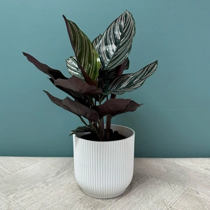 Calathea 'Sanderiana' (Pot Size 12cm) - image 4