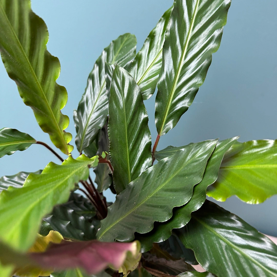 Calathea 'Wavestar' (Pot Size 19cm) - The Boma Garden Centre