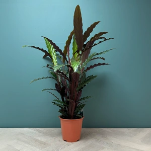 Calathea 'Wavestar' (Pot Size 19cm) - image 2