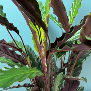 Calathea 'Wavestar' (Pot Size 19cm) - image 3