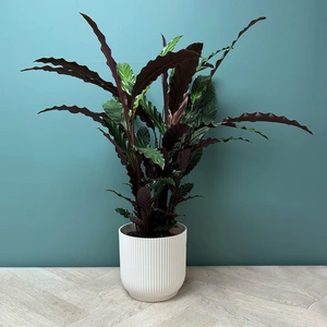 Calathea 'Wavestar' (Pot Size 19cm) - image 5