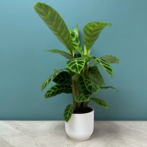 Calathea Zebrina (Pot Size 14cm) Zebra plant - image 1