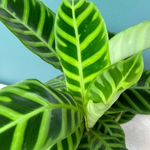 Calathea Zebrina (Pot Size 14cm) Zebra plant - image 2