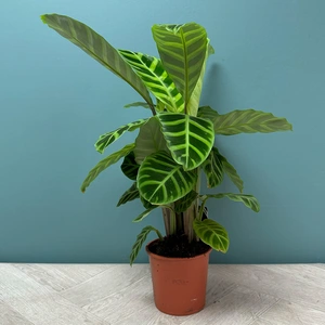 Calathea Zebrina (Pot Size 14cm) Zebra plant - image 3