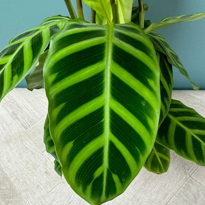 Calathea Zebrina (Pot Size 14cm) Zebra plant - image 4