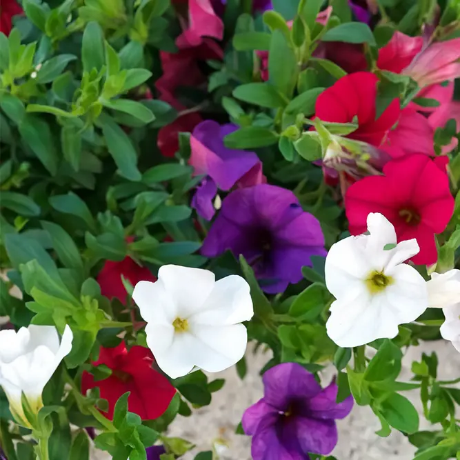 Calibrachoa 'Cafe de Paris' (Pot Siz 13cm) Million Bells