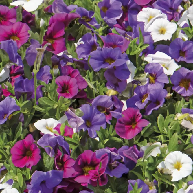 Calibrachoa 'Spirit' (Pot Siz 12cm) Million Bells