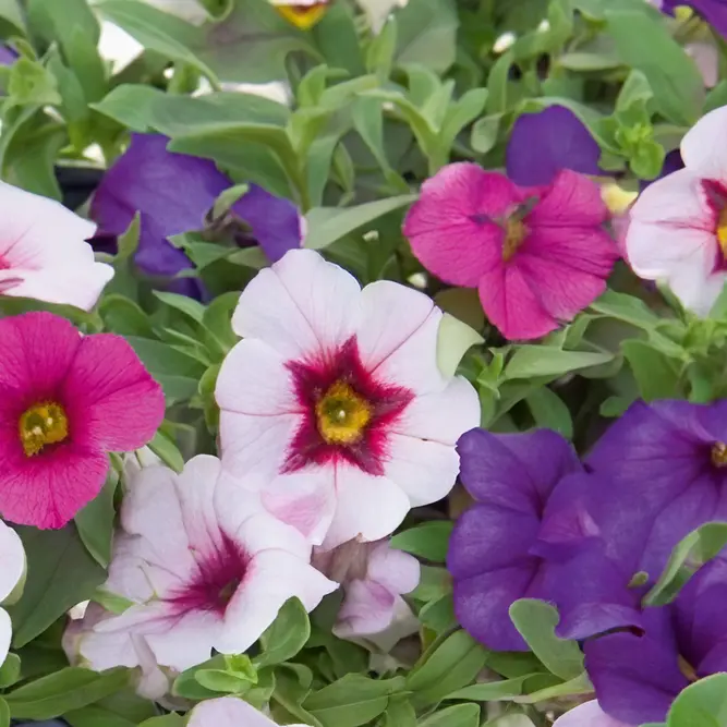 Calibrachoa 'Triobells Pastel' (Pot Siz 13cm) Million Bells