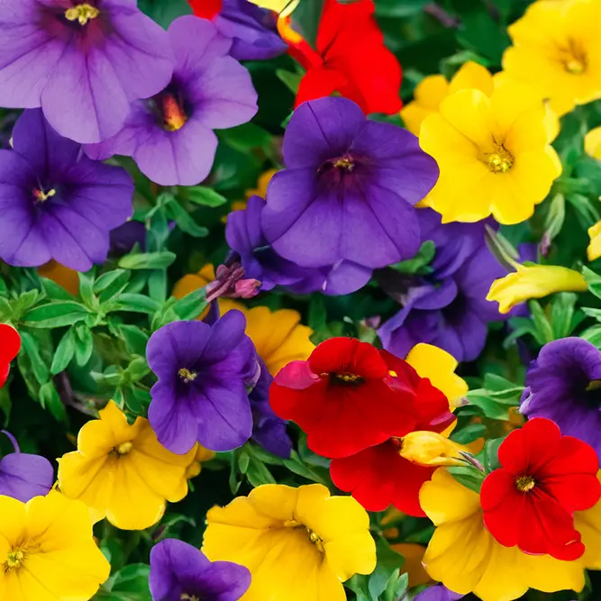 Calibrachoa 'Trixi Bolero' (Pot Size 12cm) Million Bells