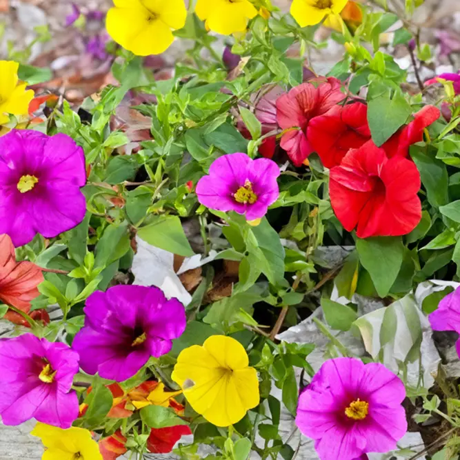 Calibrachoa 'Trixi Candyhouse' (Pot Siz 12cm) Million Bells