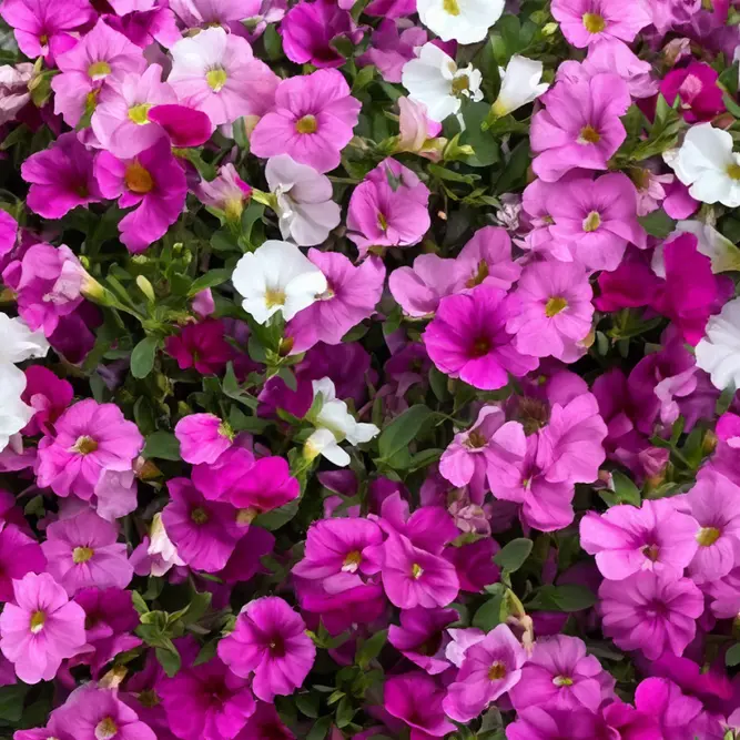 Calibrachoa 'Trixi Pink Paradise' (Pot Size 12cm) Million Bells