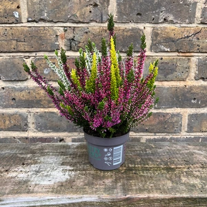 Calluna 'Beauty Ladies' (10.5cm) Vibrant Heather - image 2