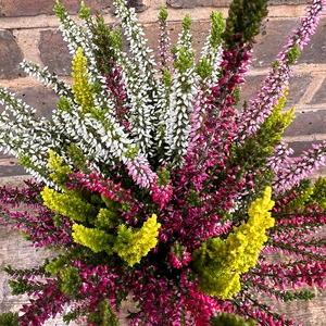 Calluna 'Beauty Ladies' (10.5cm) Vibrant Heather - image 1