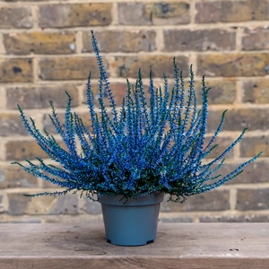 Calluna 'Sprayed Blue' (Pot Size 11cm) Vibrant Heather - image 1