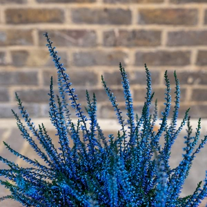 Calluna 'Sprayed Blue' (Pot Size 11cm) Vibrant Heather - image 2