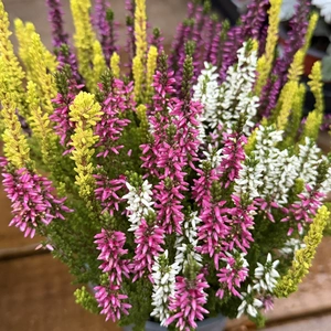 Calluna vulgaris 'Beauty High Five' (Pot Size 12cm) Vibrant Heather