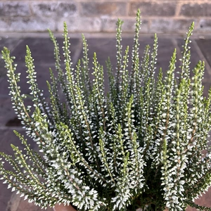 Calluna vulgaris 'Garden Girls' Series White