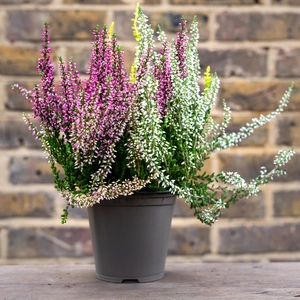 Calluna vulgaris 'Twin Girls' Series (12cm) - image 2