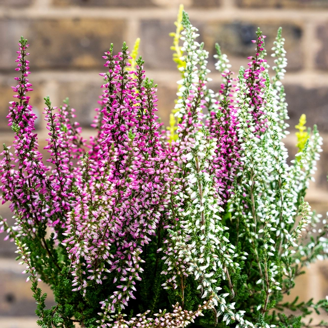 Calluna vulgaris 'Twin Girls' Series (12cm) - image 1