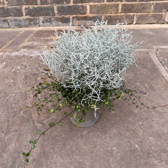 Calocephalus & Muehlenbeckia (Pot Size 13cm) Complementary Foliage Duo - image 1