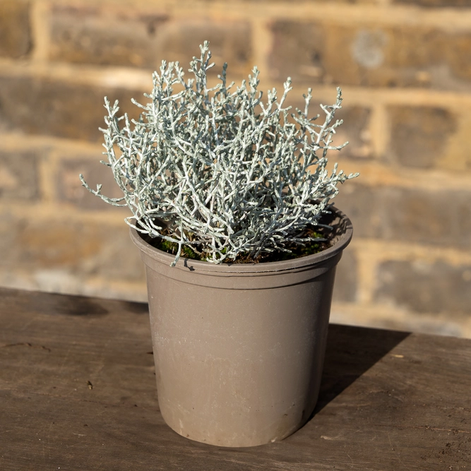 Calocephalus Silver Sand (Pot Size 11cm) Silver Bush, Cushion Bush - image 2