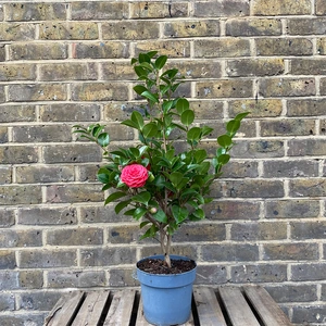 Camellia 'Black Lace' (Pot Size 19cm) - image 3