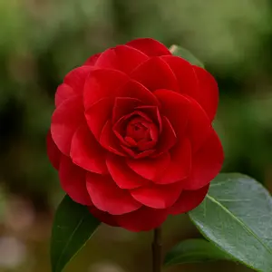 Camellia 'Black Lace' at Boma Garden Centre London - picture by Daniel Arrhakis