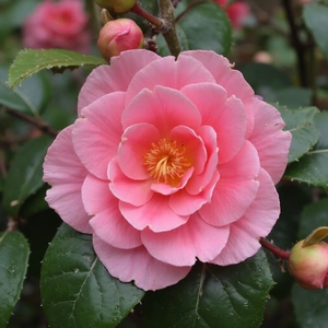 Camellia 'RL Wheeler' (Pot Size 4L) Camellia - image 1