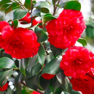 Camellia 'Rojo Red' (29cm) Vibrant Red Camellia - image 1