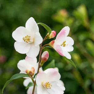 Camellia rosthorniana 'Cupido'