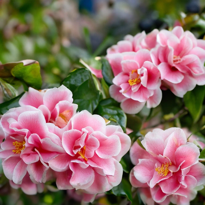 Camellia 'Sasanqua Pink' (Pot Size 19cm) Pink Camellia