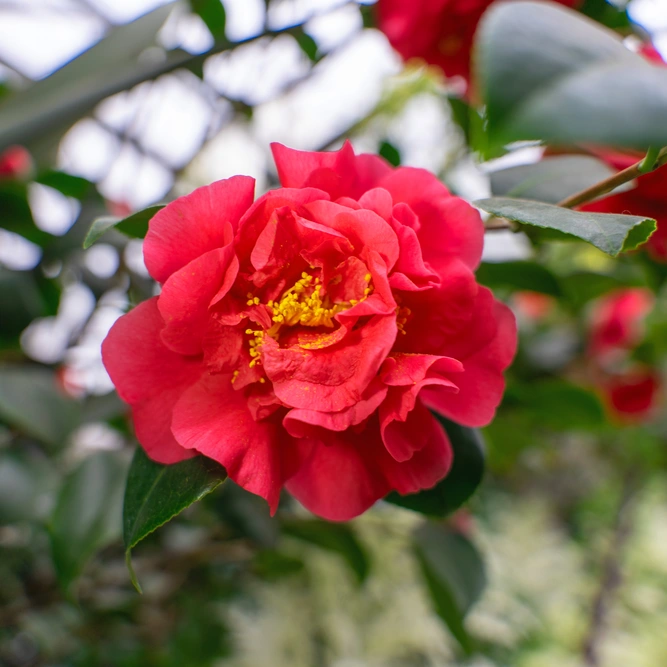 Camellia sasanqua ‘Ruby’ (Pot Size 19cm) Ruby Autumn Camellia