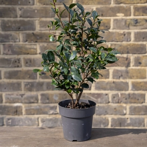 Camellia 'Sasanqua Yuletide' (Pot Size 4L) Camellia - image 2