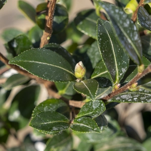 Camellia 'Sasanqua Yuletide' (Pot Size 4L) Camellia - image 3