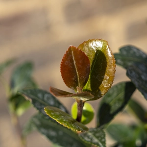 Camellia 'Sasanqua Yuletide' (Pot Size 4L) Camellia - image 4